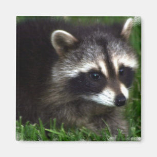 Imán Raccoon Photo Magnet