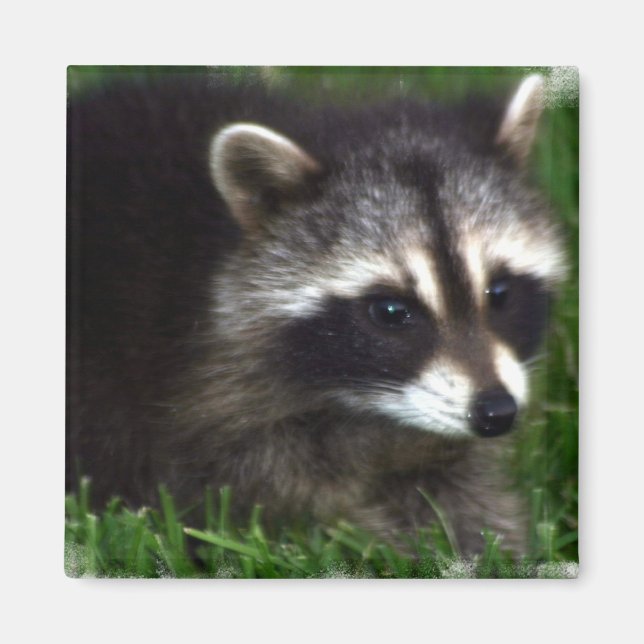 Imán Raccoon Photo Magnet (Frente)