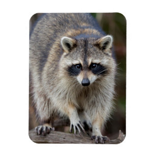 Imán Raccoon, Procyon lotor, Florida, Estados Unidos 2