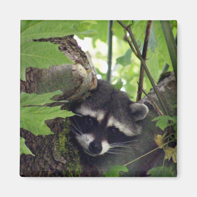 Imán Raccoon sqr. (Frente)