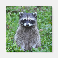Raccoon Standing