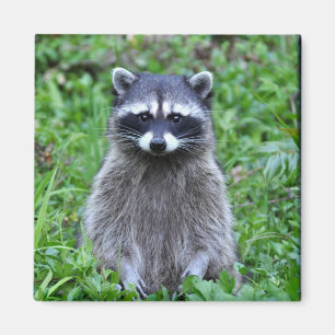 Imán Raccoon Standing