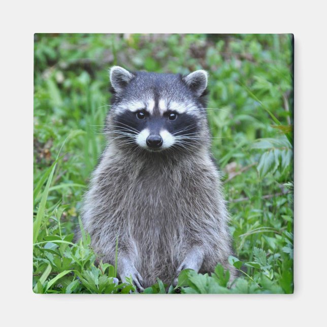 Imán Raccoon Standing (Frente)