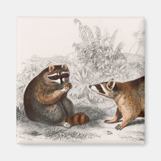 Imán Raccoon vintage ilustrado (Frente)