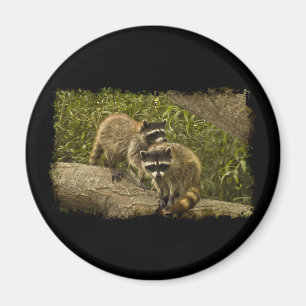 Imán Raccoons