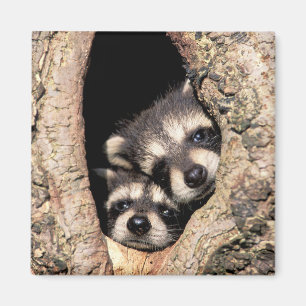Imán Raccoons bebé busca fuera del árbol