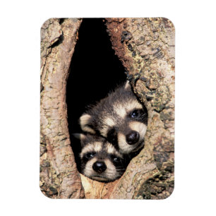 Imán Raccoons bebé busca fuera del árbol