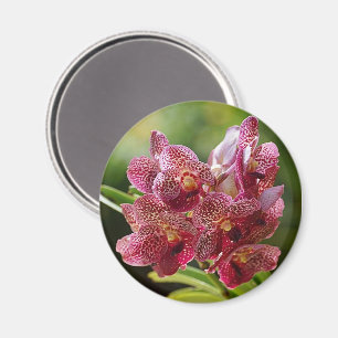 Imán Racimo tropical de la orquídea de Vanda