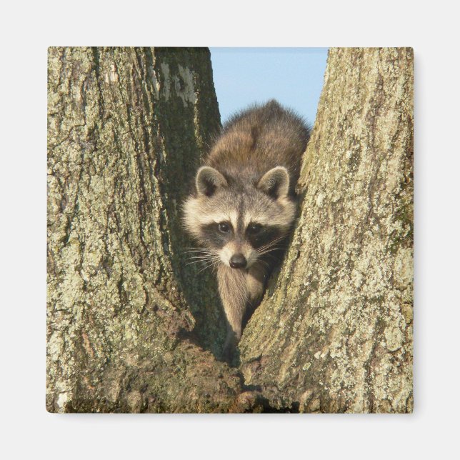 Imán Racoon Magnet (Frente)