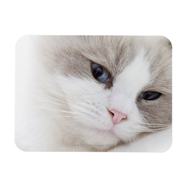 Imán Ragdoll cat (Horizontal)
