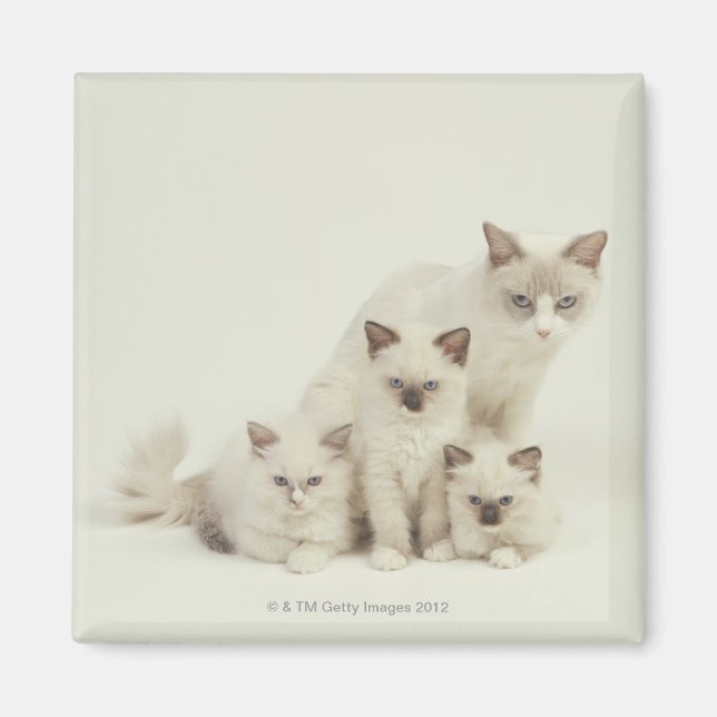 Imán Ragdoll cat hembra con gatitos (Frente)