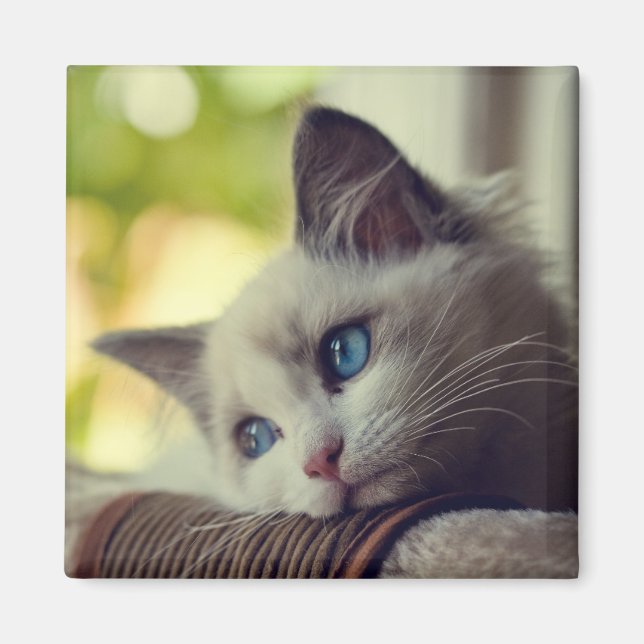 Imán Ragdoll Kitten (Frente)