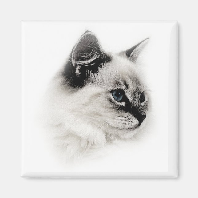 Imán ragdoll magnet (Frente)