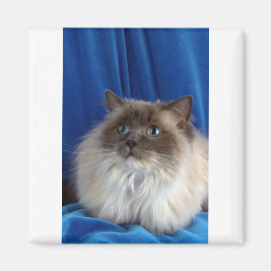 Imán Ragdoll, punto azul