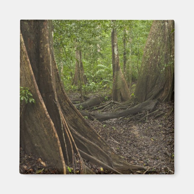 Imán Raíces de Contrafuerte. Selva Tropical, Mapari Rup (Frente)