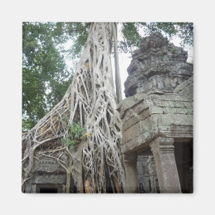 Imán raíces de prohm