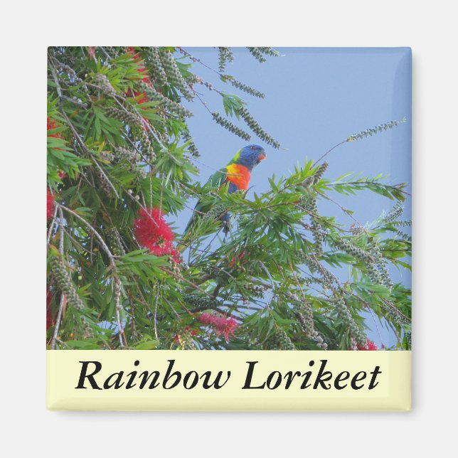 Imán Rainbow Lorikeet (Frente)