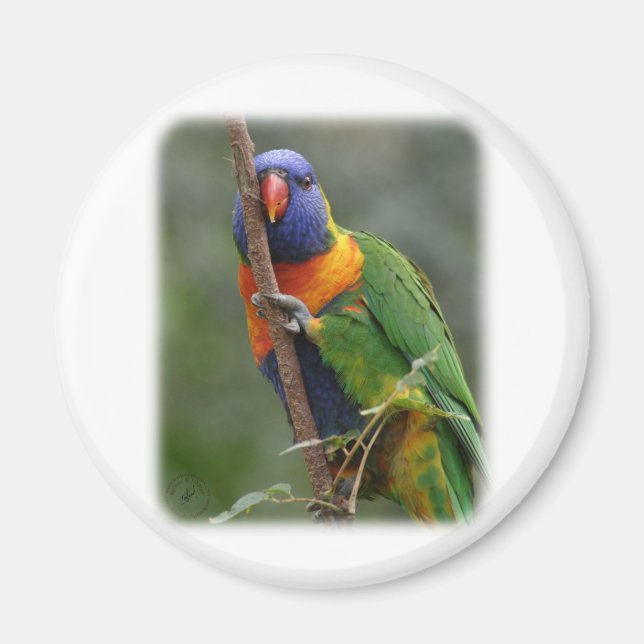 Imán Rainbow Lorikeet 9Y209D-177 (Frente)