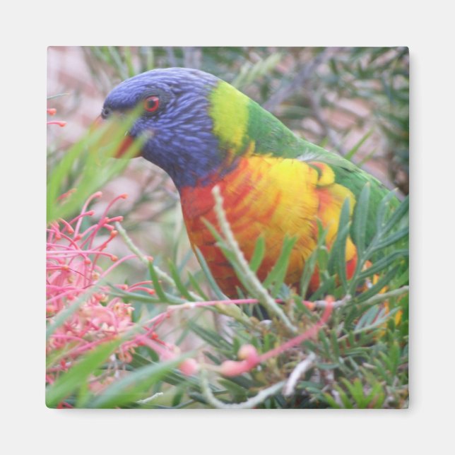 Imán Rainbow Lorikeet Magnet (Frente)