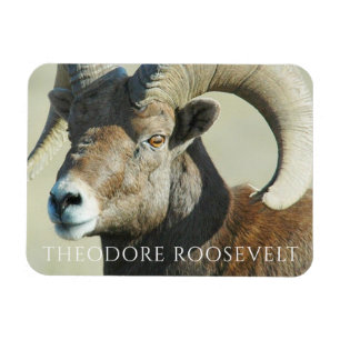 Imán Ram de Bighorn en el Parque Nacional Theodore Roos