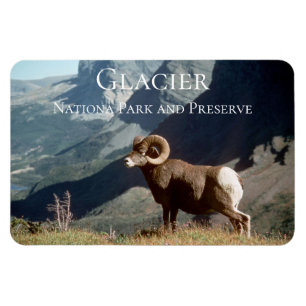 Imán Ram ovino, Parque Nacional Glaciar, MT