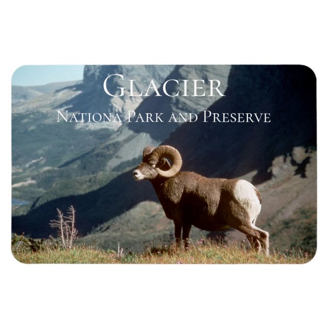 Imán Ram ovino, Parque Nacional Glaciar, MT (Horizontal)