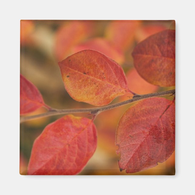 Imán Rama cubierta de hojas de otoño (Frente)