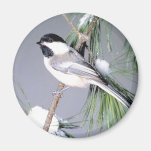 Imán Rama cubierta de nieve