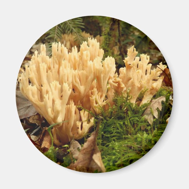 Imán Ramaria stricta Fungi Magnet (Frente)