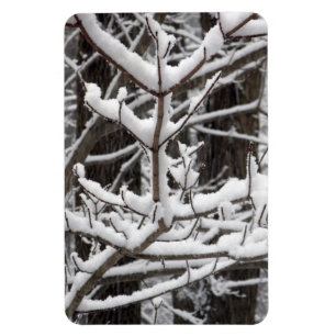 Imán Ramas cubiertas de nieve