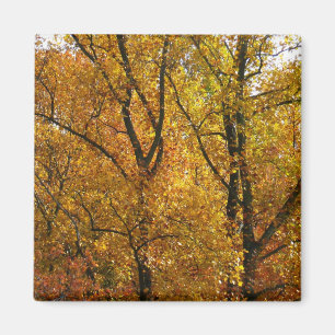 Imán Ramas de hojas amarillas brillan otoño coloridas
