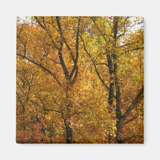 Imán Ramas de hojas amarillas brillan otoño coloridas