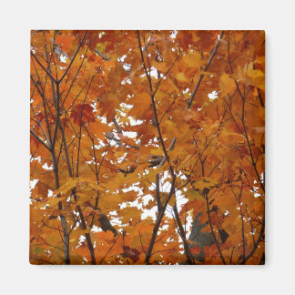 Imán Ramas de hojas de arce I Naranja Otoño
