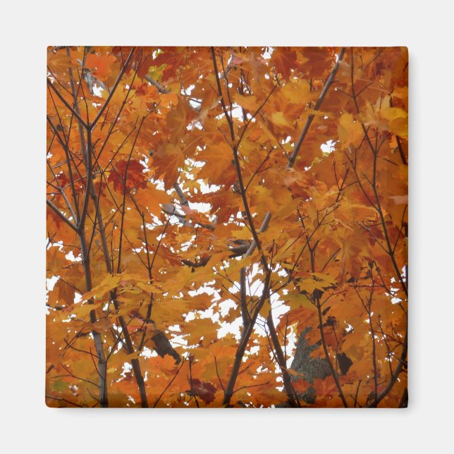 Imán Ramas de hojas de arce I Otoño naranja (Frente)