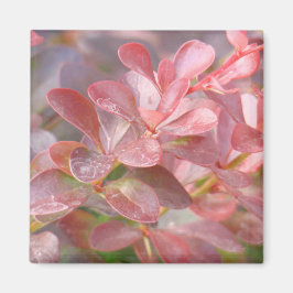 Imán Ramas rosadas de bonito