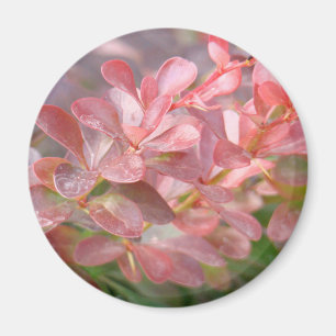 Imán Ramas rosadas de bonito