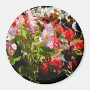 Imán Ramo de begonias…