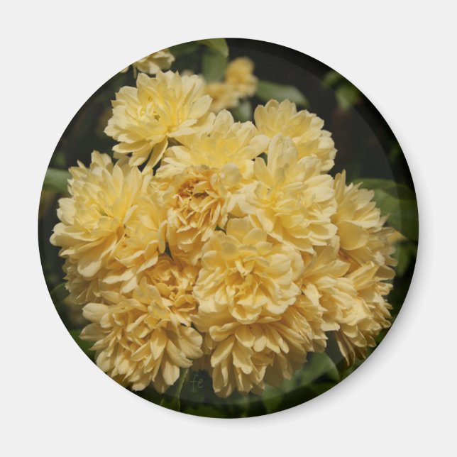 Imán ramo rosa amarillo (Frente)