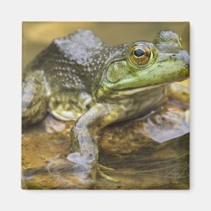 Imán Rana a lo largo del río Búfalo, Milla 126 en la