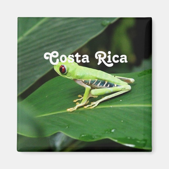 Imán Rana arbórea de Costa Rica (Frente)
