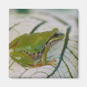 Imán Rana arbórea del Pacífico sobre flores en nuestro 