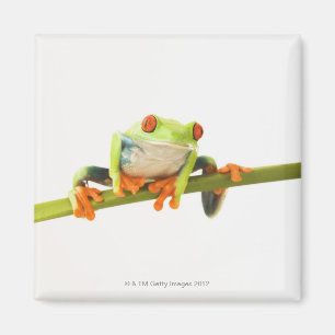 Imán Rana arbórea en el tallo