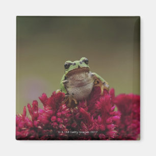 Imán Rana arbórea japonesa (japonica del Hyla) en las