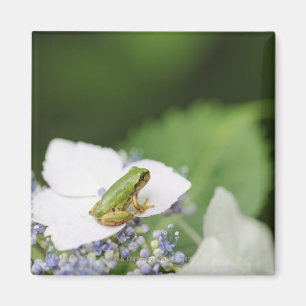 Imán Rana arbórea que se sienta en un Hydrangea, Hyogo