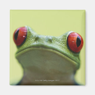 Imán rana arbórea Rojo-observada (callidryas de