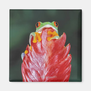 Imán Rana arbórea Rojo-Observada en la hoja