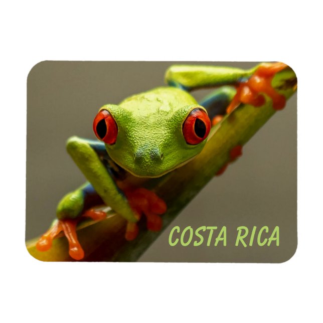 Imán Rana arbórea te mira en Costa Rica (Horizontal)