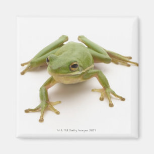 Imán Rana arbórea verde