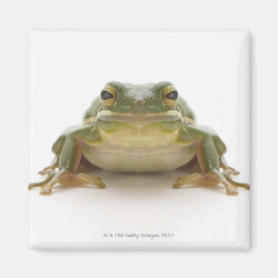 Imán Rana arbórea verde (Hylidae cinerea)