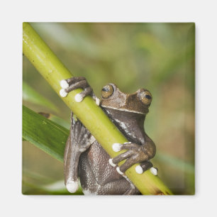 Imán Rana arborícola cautiva de Tapichalaca Hyloscirtus